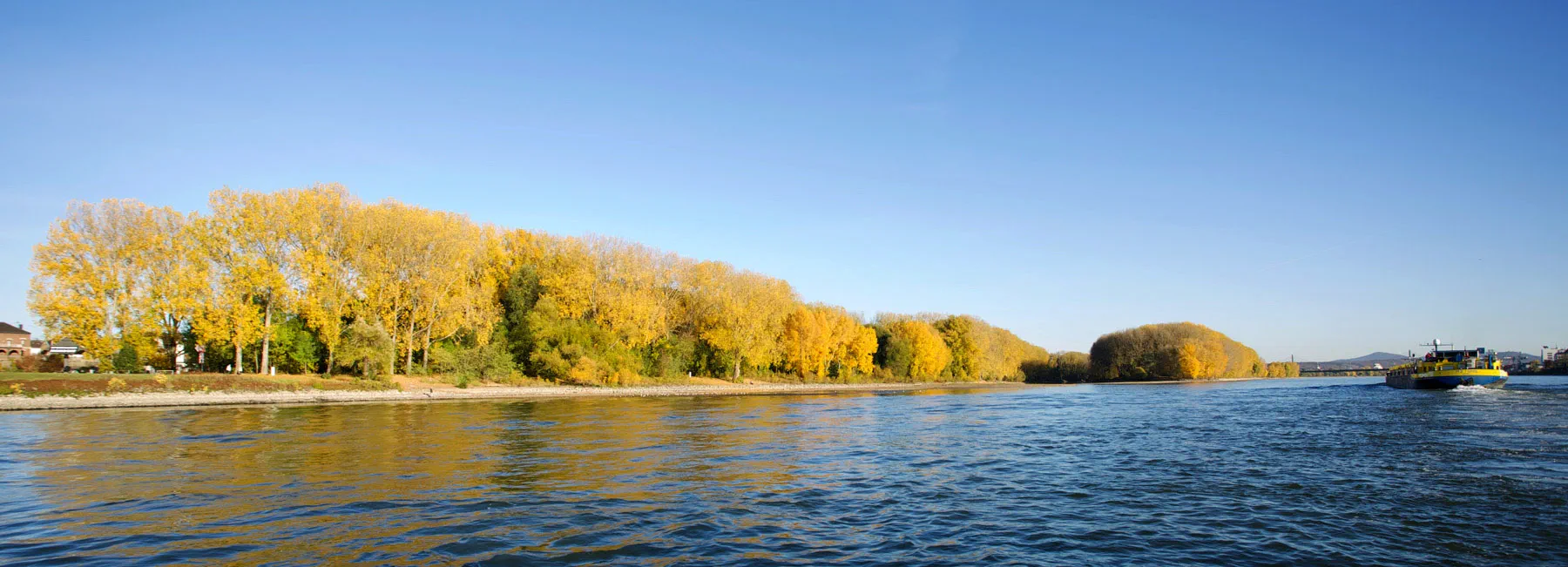 Der Rhein im Herbst mit gelb gefärbten Pappeln am Ufer und einem Frachtschiff