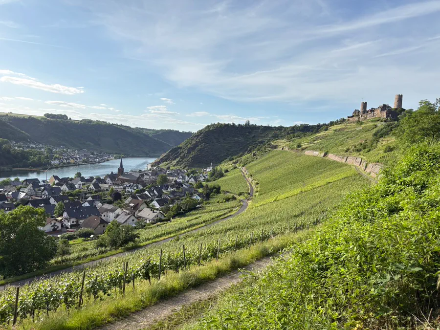 Sonniger Weinberg über einem Rheinort mit Burg auf dem Hügel